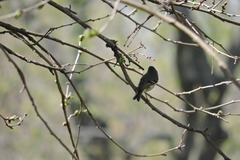 Vireo solitarius