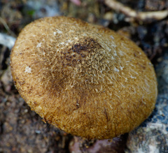 Mallocybe fuscomarginata