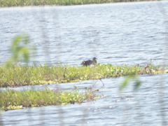 Gallinula galeata