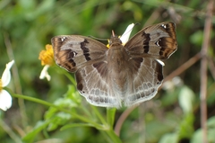 Odontoptilum angulata