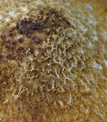 Mallocybe fuscomarginata