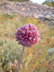 Allium commutatum