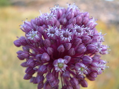 Allium commutatum