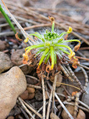 Drosera scorpioides