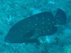 Epinephelus