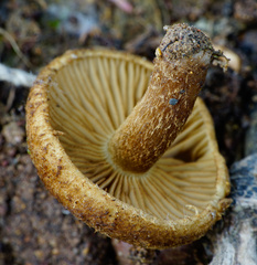 Mallocybe fuscomarginata