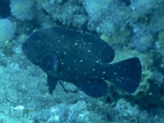 Epinephelus