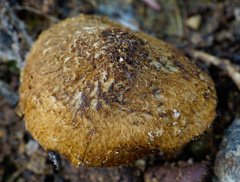 Mallocybe fuscomarginata