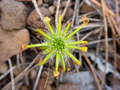Drosera scorpioides