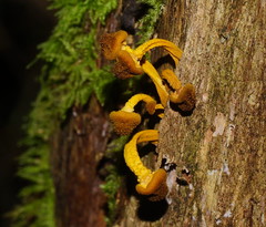 Armillaria luteobubalina