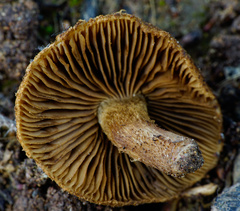 Mallocybe fuscomarginata