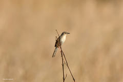Prinia