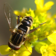 Anasimyia anausis