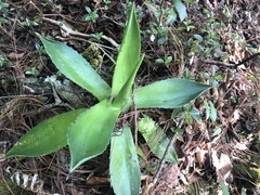 Agave chiapensis