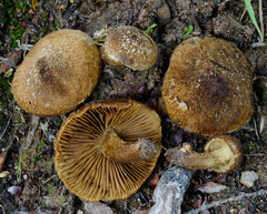 Mallocybe fuscomarginata