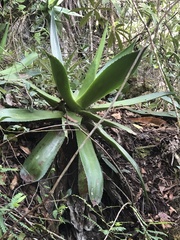 Agave chiapensis
