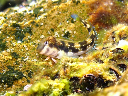 Adriatic blenny (Microlipophrys adriaticus) · iNaturalist