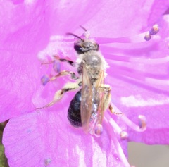 Andrena rufosignata