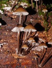 Mycena mulawaestris