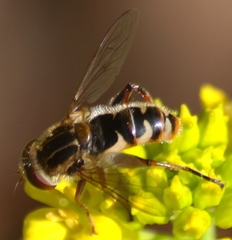 Anasimyia anausis