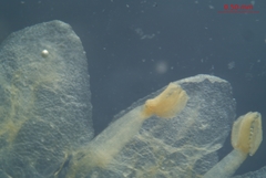 Cuscuta gronovii gronovii