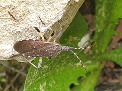 Dicranocephalus agilis