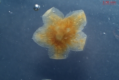 Cuscuta gronovii gronovii