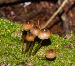 Mycena mulawaestris
