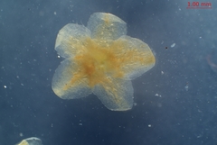 Cuscuta gronovii gronovii