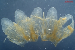 Cuscuta gronovii gronovii