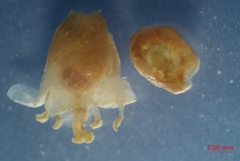 Cuscuta gronovii gronovii