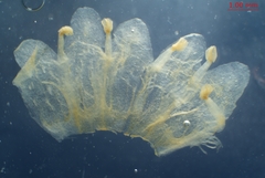 Cuscuta gronovii gronovii