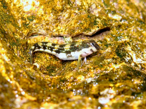 Adriatic blenny (Microlipophrys adriaticus) — Blenniidae — 4