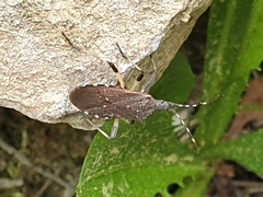 Dicranocephalus agilis