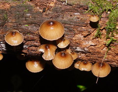 Mycena mulawaestris