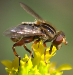 Anasimyia anausis