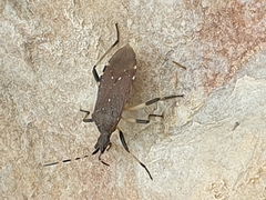 Dicranocephalus agilis