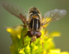 Anasimyia anausis