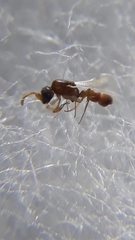 Probolomyrmex