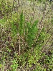 Eupatorium capillifolium image