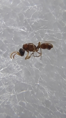 Probolomyrmex