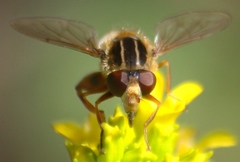 Anasimyia anausis