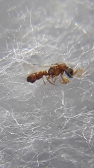 Probolomyrmex