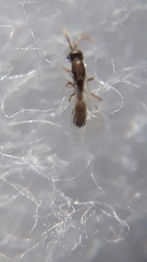 Probolomyrmex