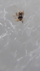 Probolomyrmex