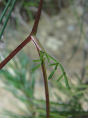 Carum carvi