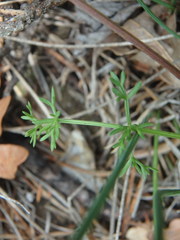 Carum carvi