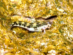 Microlipophrys adriaticus