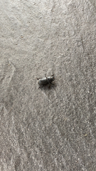 Dorcus parallelipipedus