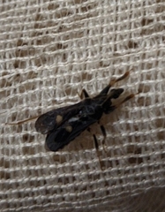Ectomocoris atrox